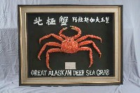 藏品(堪察加擬石蟹)的圖片